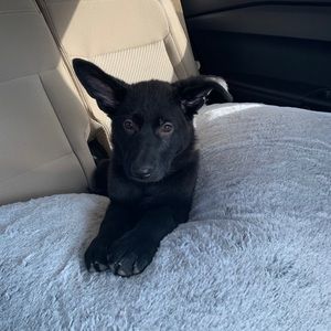 Meet your Posher, Kristi